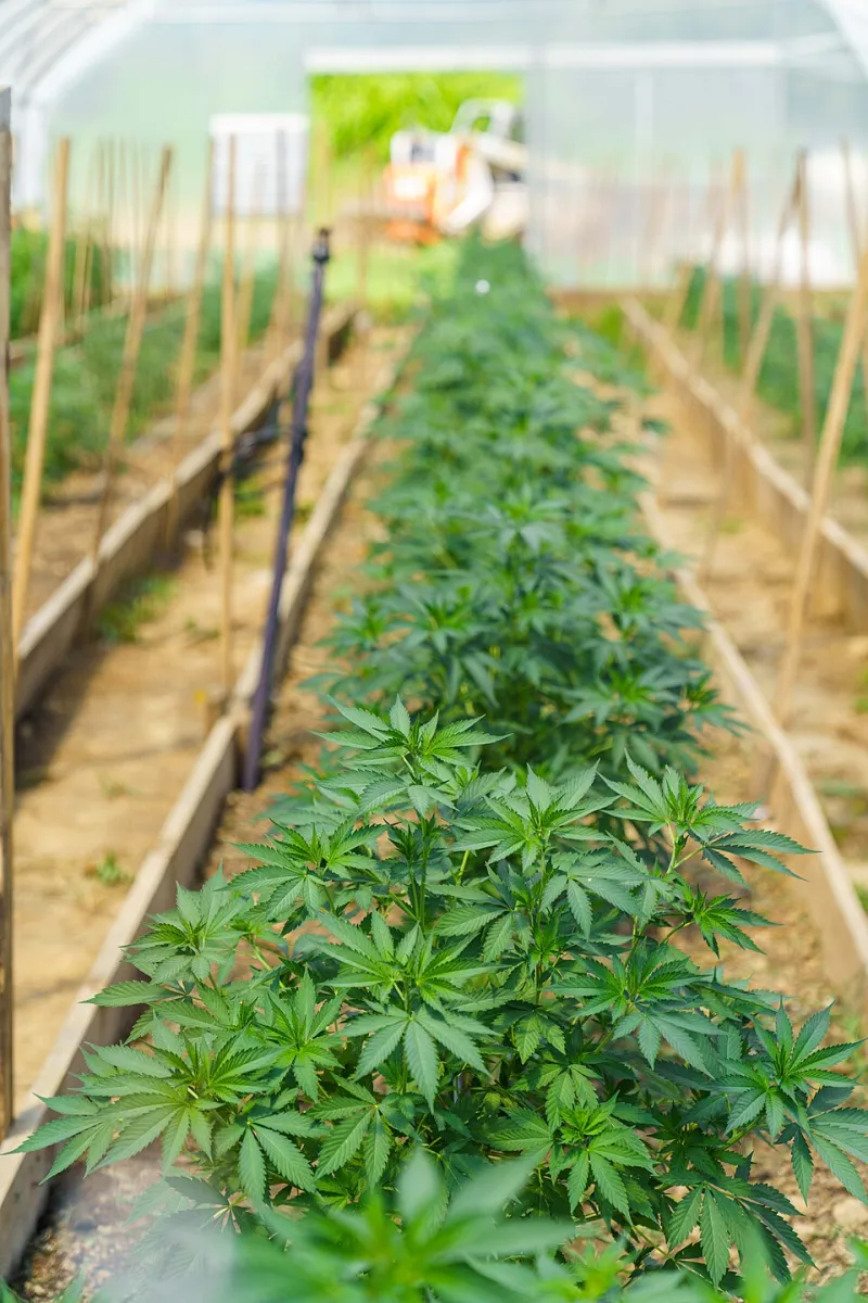 Seed to Shelf: Why Where Your CBD Comes From Matters More Than You Think